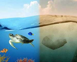Split image showing a turtle and fish underwater with a plastic bottle on a beach.